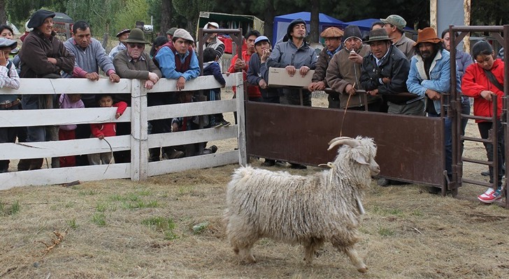 Alumine cerró con éxito la segunda edición de la feria de reproductores