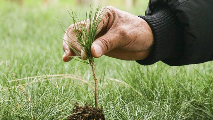 Suman cinco millones de pesos para la promoción forestal