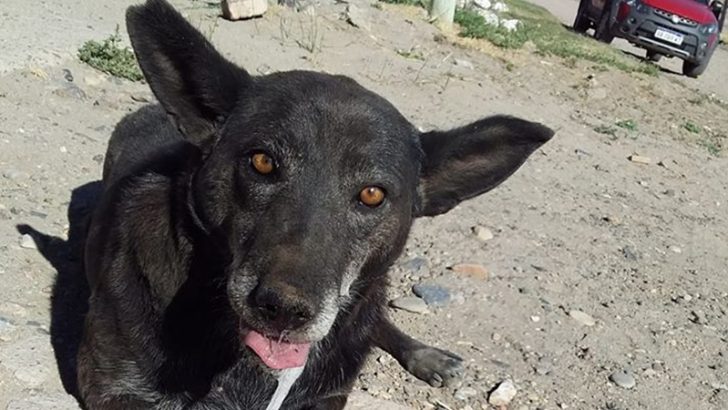 Zapala: Alerta por el hallazgo de perros envenenados