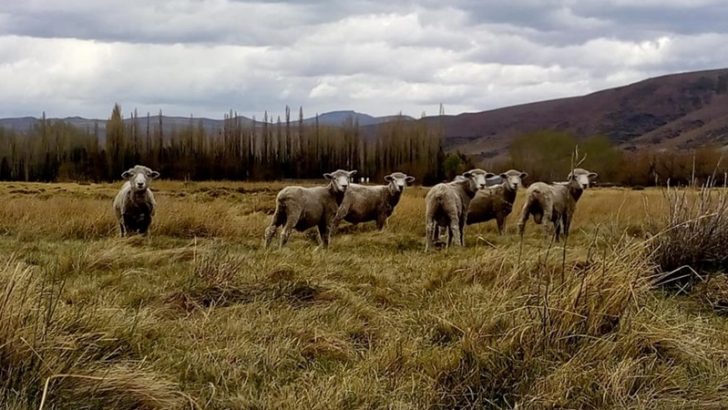 Producción adapta su acompañamiento a productores en contexto de pandemia