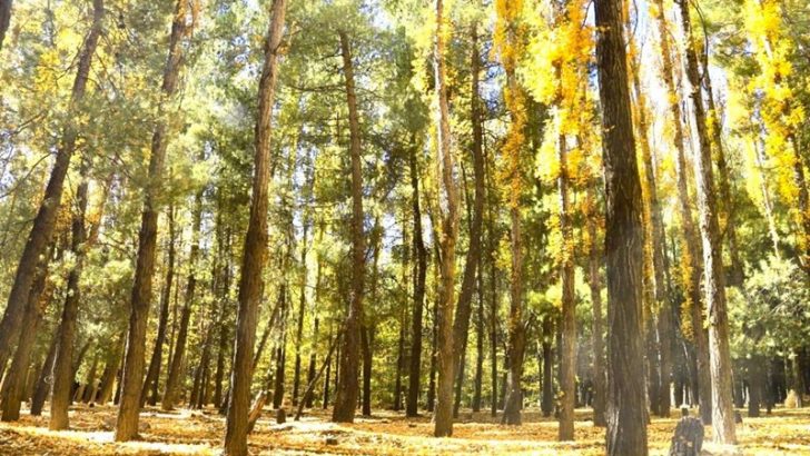 Turismo trabaja en la apertura del Bosque Comunal de Zapala