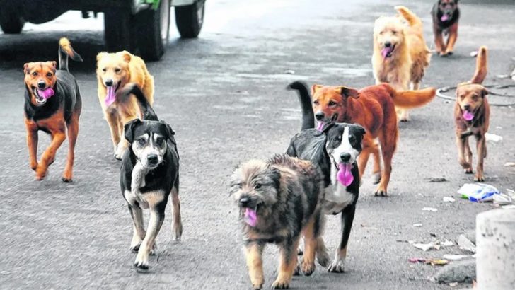 Buscan voluntarios para darles tránsito a perros y gatos en Neuquén 