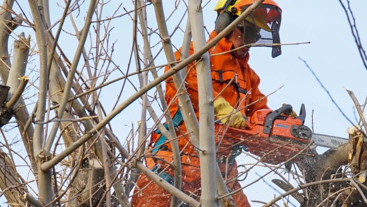 Zapala: Vacunación, castración y poda para una ciudad sustentable